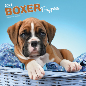 Calendar Boxer Puppies 2021 Square Book