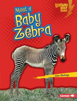 Meet a Baby Zebra - Book  of the Baby African Animals