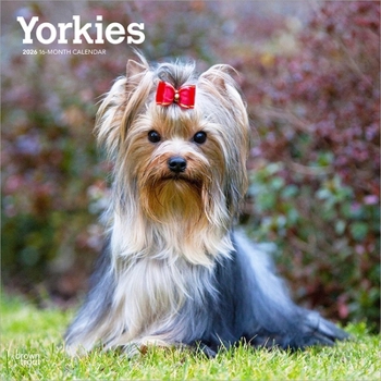 Calendar Yorkshire Terriers 2026 12 X 24 Inch (Hanging) Monthly Square Wall Calendar Plastic-Free Book