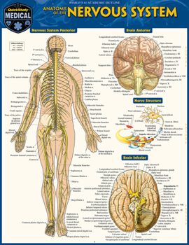 Misc. Anatomy of the Nervous System: A Quickstudy Laminated Reference Guide Book