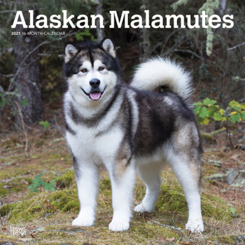 Calendar Alaskan Malamutes 2021 Square Book