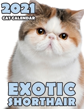 Exotic Shorthair 2021 Cat Calendar