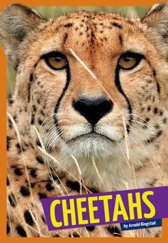 Library Binding Cheetahs Book