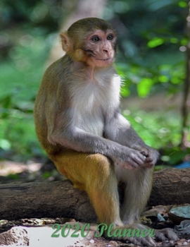 Paperback 2020 Planner: Weekly & Monthly Planner - January 2020-December 2020 - 2 Page Weekly Layout with Monthly Calendar View - Birthdays, T Book