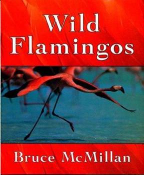 Hardcover Wild Flamingos Book