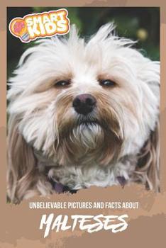 Unbelievable Pictures and Facts About Maltese