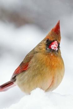 Paperback Female Cardinal in the Snow, Birds of the World: Blank 150 Page Lined Journal for Your Thoughts, Ideas, and Inspiration Book