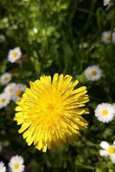 Paperback Spring Notebook Large Size 8.5 x 11 Ruled 150 Pages Softcover Book