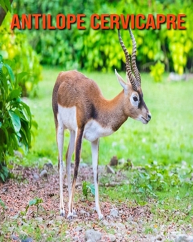 Antilope Cervicapre: Informations Etonnantes & Images