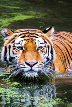 Paperback Swimming Tiger: As the Largest Species in the Big Cat Family, Tigers Have More Surface Area That Heats Up, Which Is Probably Why They Book