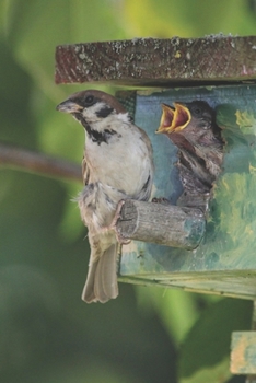 Mom! Mom! Mom! Bird Journal: 150 Page Lined Notebook/Diary