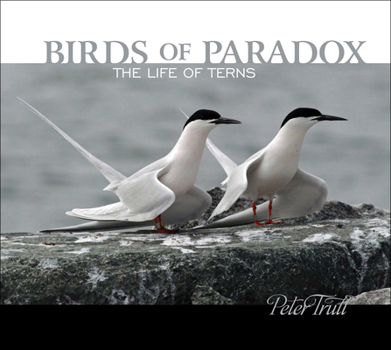 Hardcover Birds of Paradox: The Life of Terns Book