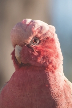Rosakakadu: Notizbuch / Tagebuch / Reisetagebuch Kakadu Galah - DIN A5 120 Seiten punktiert / Punkteraster - Geschenk Papagei (German Edition)