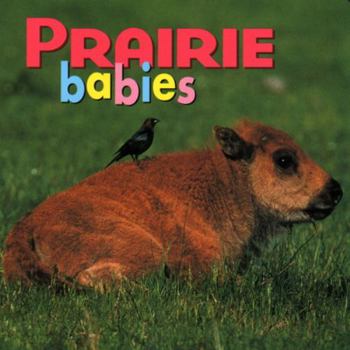 Prairie Babies - Book  of the Animal Babies