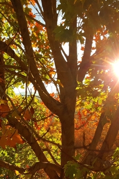 2020 Daily Planner Sunrise Through Autumn Colored Tree 388 Pages: 2020 Planners Calendars Organizers Datebooks Appointment Books Agendas