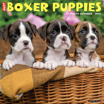 Calendar Just Boxer Puppies 2025 12 X 12 Wall Calendar Book