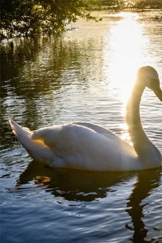 Journal: Swan