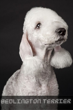 Bedlington Terrier: Complete breed guide