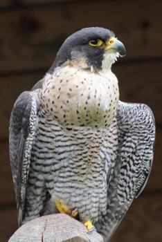 Cooper's Hawk Journal : 150 Page Lined Notebook/diary