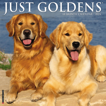Calendar Just Goldens 2024 12 X 12 Wall Calendar Book