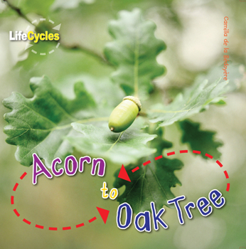 Lifecycles: Acorn to Oak Tree - Book  of the Lifecycles