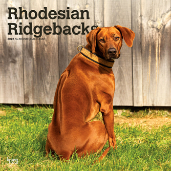 Rhodesian Ridgebacks 2022 12 x 12 Inch Monthly Square Wall Calendar, Animals Dog Breeds DogDays