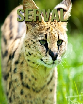 Paperback Serval: Children's Book An Amazing Animal Picture Book about Serval for Kids Book