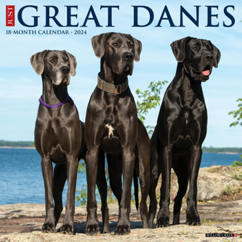 Calendar Just Great Danes 2024 12 X 12 Wall Calendar Book