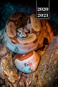 Snake Reptile Week Planner Weekly Organizer Calendar 2020 / 2021 - Brown Boa Constrictor: Cute Wildlife Animal Pet Bullet Journal Notebook Diary in 6” x 9” Inch Pocket Size