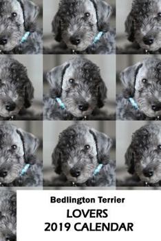 Paperback Bedlington Terrier Lovers 2019 Calendar Book