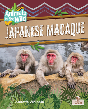 Japanese Macaque (Animals in the Wild)
