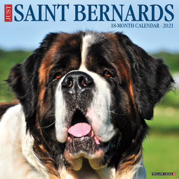 Just Saint Bernards 2021 Wall Calendar (Dog Breed Calendar)
