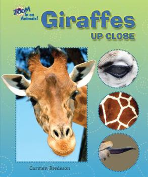 Library Binding Giraffes Up Close Book