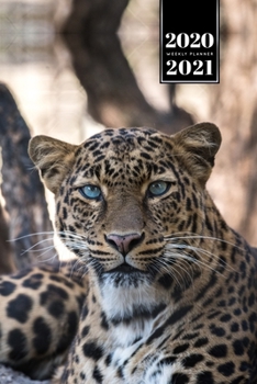 Panther Leopard Cheetah Cougar Week Planner Weekly Organizer Calendar 2020 / 2021 - Attentive Look: Cute Wildlife Animal Pet Bullet Journal Notebook Diary in 6” x 9” Inch Pocket Size