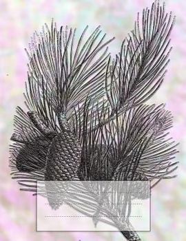 Paperback College Ruled Notebook: White Pine 8.5x11 Book