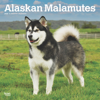 Calendar Alaskan Malamutes 2025 12 X 24 Inch Monthly Square Wall Calendar Plastic-Free Book