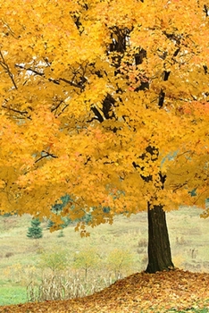 2020 Daily Planner Fall Scene Autumn Season 388 Pages: 2020 Planners Calendars Organizers Datebooks Appointment Books Agendas