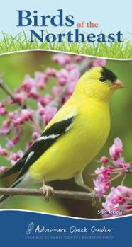 Spiral-bound Birds of the Northeast: Your Way to Easily Identify Backyard Birds Book