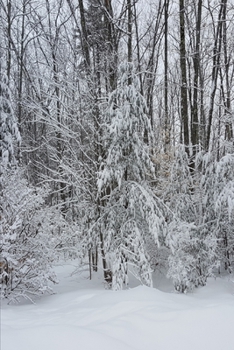 Paperback 2020 Weekly Planner Winter Snowy Forest Scene 134 Pages: 2020 Planners Calendars Organizers Datebooks Appointment Books Agendas Book
