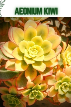 Aeonium Kiwi: Become a professional Planter