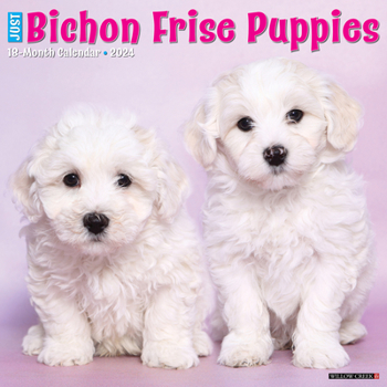 Calendar Just Bichon Frise Puppies 2024 12 X 12 Wall Calendar Book