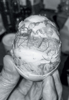 Paperback Chrysalis Book