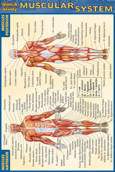 Cards Muscular System Book