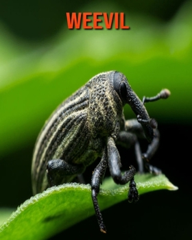 Paperback Weevil: Beautiful Pictures & Interesting Facts Children Book About Weevil Book