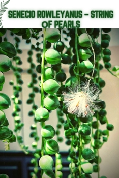 Senecio Rowleyanus - String оf Pearls: Become a professional Planter