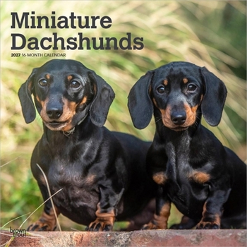 Miniature Dachshunds 2027 12 X 24 Inch (Hanging) Monthly Square Wall Calendar Plastic-Free