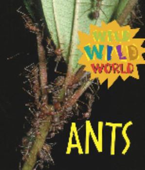 Hardcover Ants Book