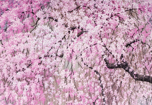 Misc. Cherry Blossoms Note Cards Book
