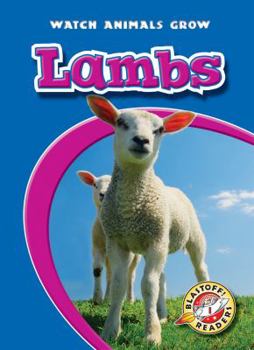 Paperback Lambs Book