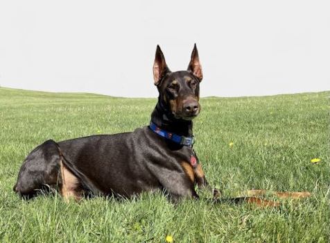 Clark: The Velcro Dog That Stuck to My Heart